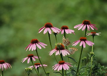 echinacea5167 360.jpg